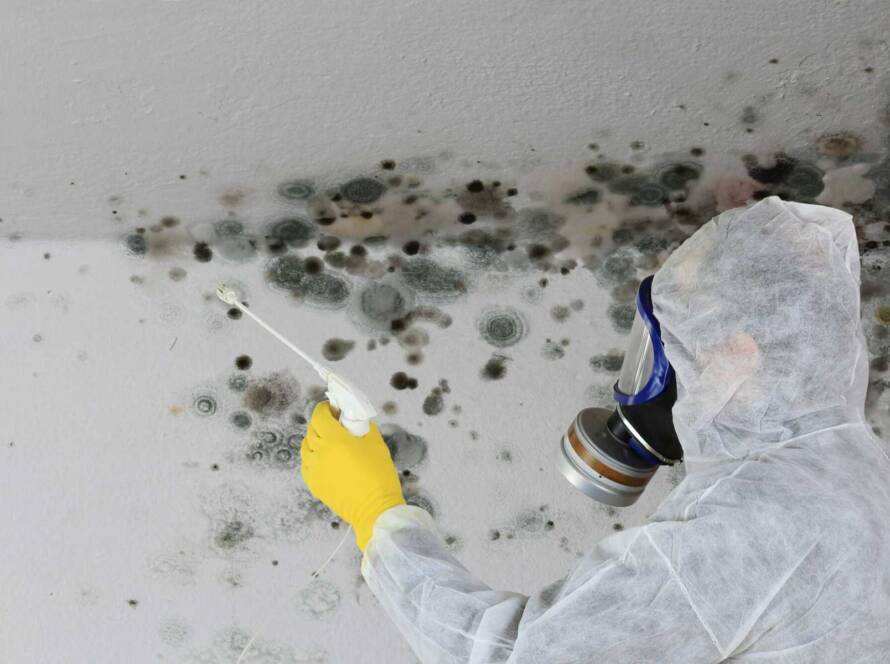 Mold Remediation Company in Mt. Pleasant- Why Realtors & Home Inspectors Choose Us