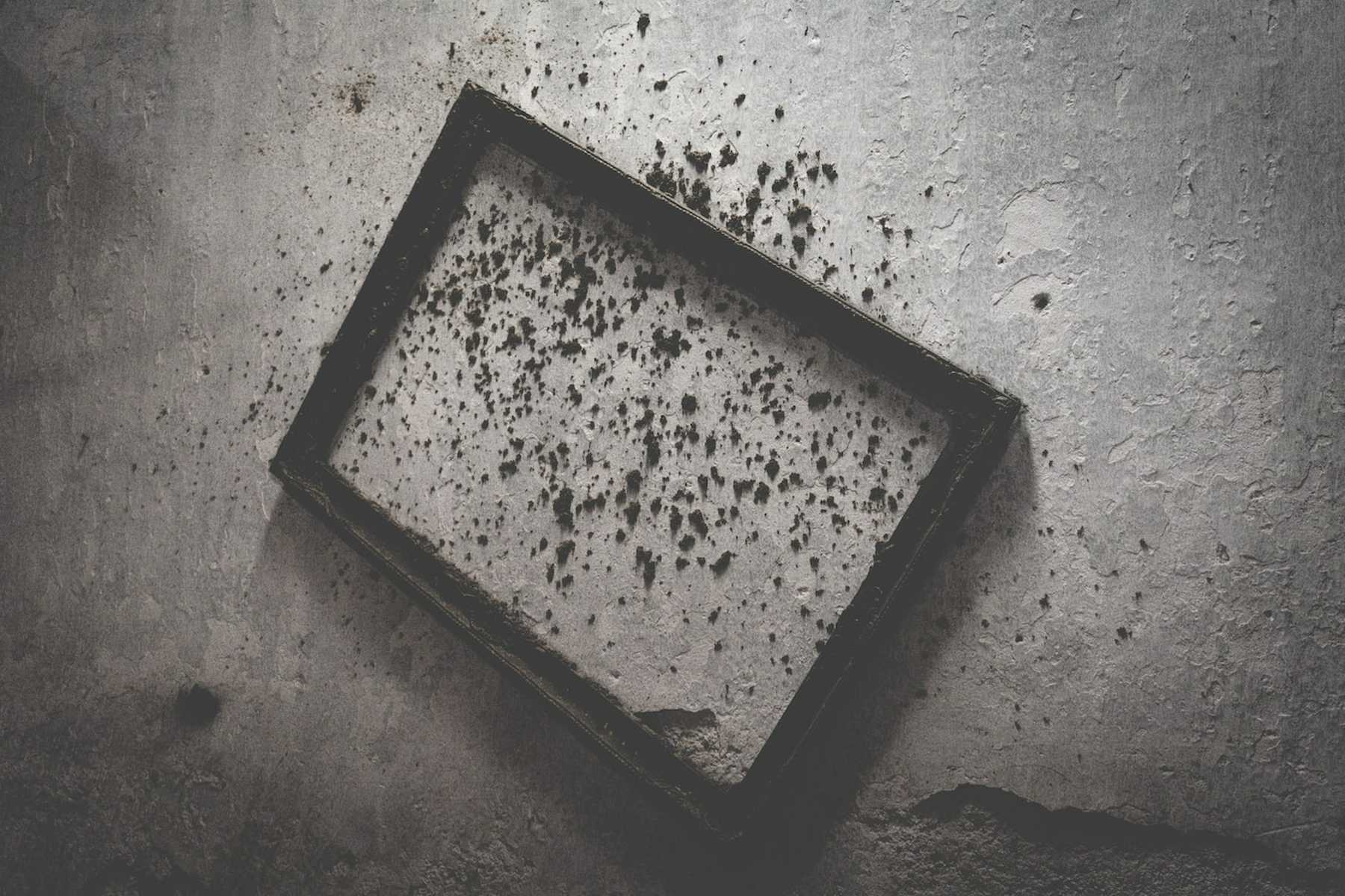 Toxic Black Mold – Everything You Need to Know - Premier Restoration