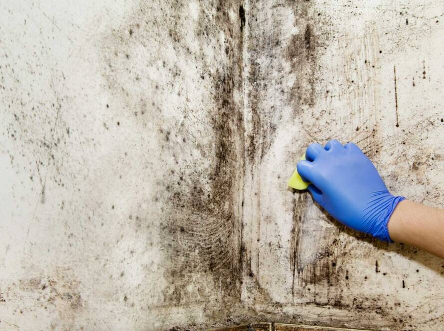 How to Remove Mold From a Crawl Space
