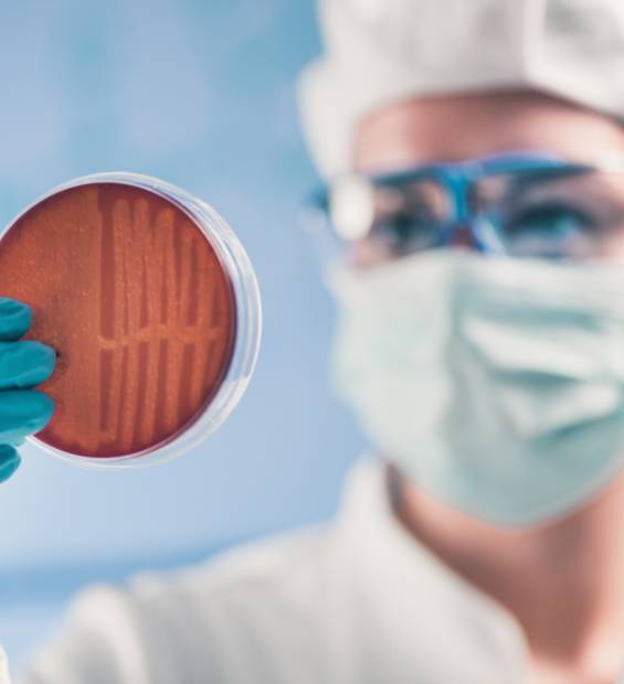 Microbiologist inspecting petri dish, observing bacteria growth